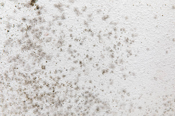 Best Emergency Mold Remediation  in Coon Rapids, IA